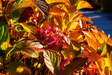 Beautiful large hydrangea flowers in autumn garden. Sunny botanical photo in warm yellow, orange and red shades