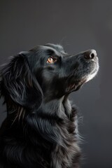 Poster - a black dog looking up