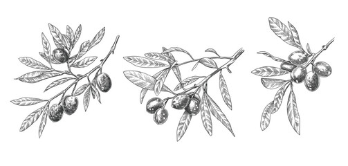 engraved olive branch. sketch branches with leaves and blossoms, hand drawn olives design element. a
