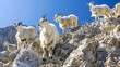 © jessica - a family of goats climbing rocky terrain on a sunny day, with distant mountains