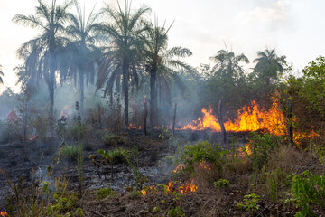 Sticker - Amazon rainforest illegal deforestation fire on farm to clear land for soybean, cattle and agriculture. Concept of environment, ecology, climate change, global warming, conservation, co2, nature.