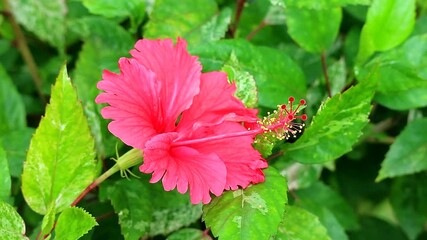 Wall Mural - footage of an eye-catching hot pink hibiscus blooming in the sunlight