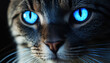 © Yurii - cat with blue eyes looks at the camera with a blurred background, close-up, neon