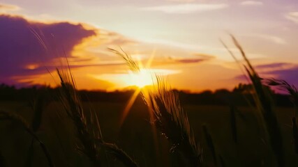 Wall Mural - Sunset over a field with wheat, beautiful