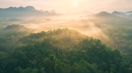 Wall Mural - aerial top view forest tree rainforest ecosystem and healthy environment concept background texture 