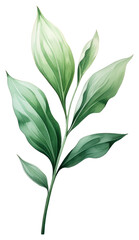 Poster - PNG Botanical leaf plant herbs white background.