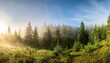 © Kaitlyn - panorama of sunny natural spruce forest with morning fog