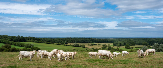 Sticker - white cows in rural landscape of french ardennes at sunset