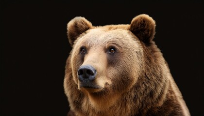 brown bear portrait isolated on black background