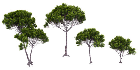 collection of Stone pine trees beautiful isolated on white background