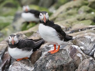 Puffin farne islands northumberland