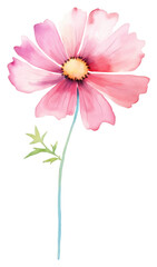 Poster - PNG Cosmos blossom flower petal.