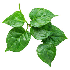 Poster - Close-up of Fresh Green Leaves with Detailed Veins Against a White Background in Natural Light