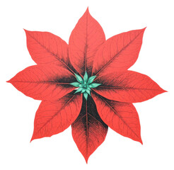 Poster - PNG Poinsettia flower plant leaf.