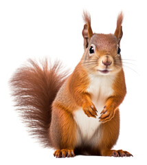Wall Mural - png red squirrel animal rodent mammal.