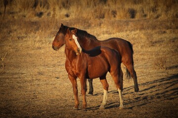 horses 