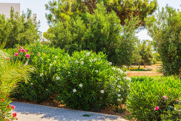 Wall Mural - Lush green bushes and trees in a well-maintained garden with colorful flowers and paved pathway on sunny day. Crete.