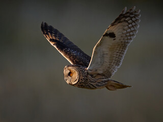 Wall Mural - Long-eared owl (Asio otus)