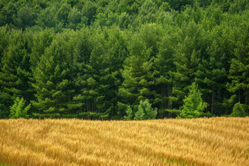 Canvas Print - A field of green trees and a field of yellow grass