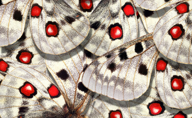 Aufkleber - bright abstract pattern from apollo butterfly wings. butterfly wings ornament