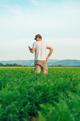 Wall Mural - Farmer using smartphone in cultivated agricultural plantation field, smart farming and vegetable growing concept