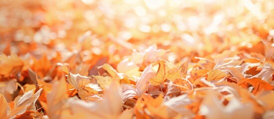 Wall Mural - orange fall leaves in park