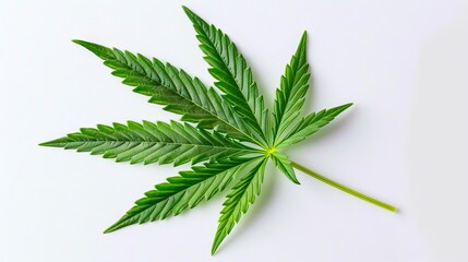Wall Mural - A marijuana leaf on a white surface