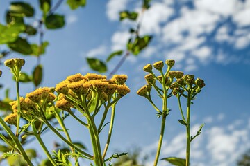 Yellow tansy flowers with blue sky and white clouds in the background