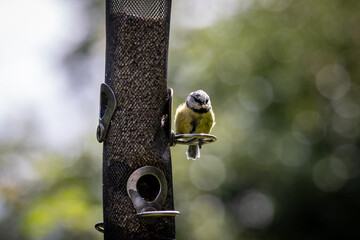 Wall Mural - A blue tit holding a sunflower seed in its beak, with a shallow depth of field