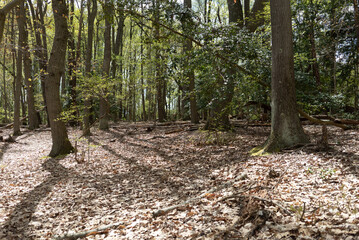 Wall Mural - dried leaf litter and fallen branches blanket the forest floor beneath the canopy of deciduous trees in a low elevation wooded area