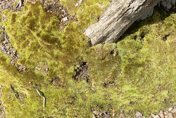 Wall Mural - top down flat lay view of a dense thick green carpet of moss ground cover on the forest floor with dead and decay of wood branches and leaf litter