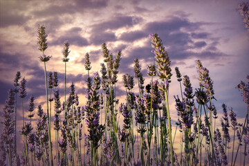 Wall Mural - Sunny summer purple lavender field