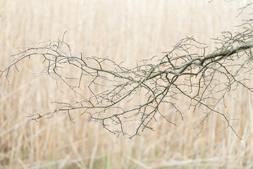 Wall Mural - a deciduous tree branch and small delicate twigs without its leaves during the winter season set to a backdrop of dried brown tall wetland grass