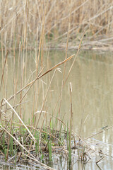 Wall Mural - mud flats and dried grasses and reed along a tiny creek that flows into a river delta in a wetland swamp ecosystem