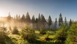 © Leah - panorama of sunny natural spruce forest with morning fog