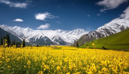 Wall Mural - mustard field with beautiful snow covered mountains landscape kashmir state india