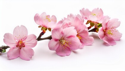 Wall Mural - close up of pink cherry blossom flowers on a branch isolated on white background beautiful spring bloom perfect for floral designs