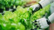 © Marco - robot touching some plants grown in a greenhouse