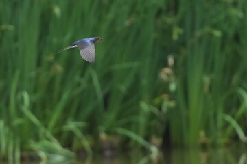 Poster - barn swallow in flight