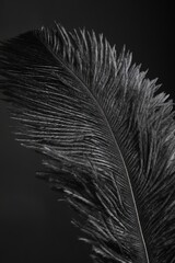 Wall Mural - Beautiful black feather on dark background, closeup