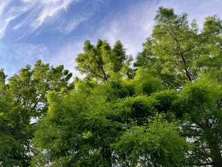 Poster - Beautiful green trees against blue sky, low angle view