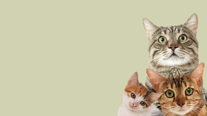 Wall Mural - Cute cats on pale green background, banner design with space for text. Lovely pets