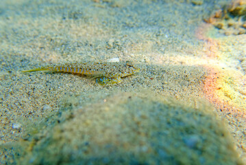 Canvas Print - The sailfin dragonet - (Callionymus pusillus)