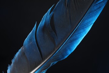 Wall Mural - One beautiful feather in color light on black background, closeup