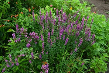 Canvas Print - Lythrum anceps flowers. Lythraceae perennial plants. They grow in wetlands and produce numerous small reddish purple flowers with six petals in summer.