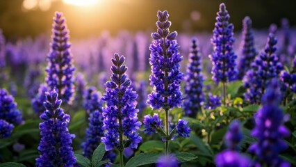 Poster -  Blooming beauty in the field of dreams