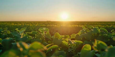 Wall Mural - Golden Hour Green Leaves: Sunset Over Crop Field