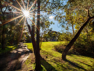 Wall Mural - Sun Through The Trees Along The Trail