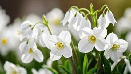 Poster -  Blooming beauty  A cluster of pristine white flowers