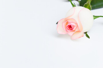 Wall Mural - beautiful pink rose flower isolated on white background, valentine day